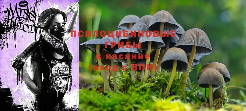 Псилоцибиновые грибы Psilocybe  Железноводск 