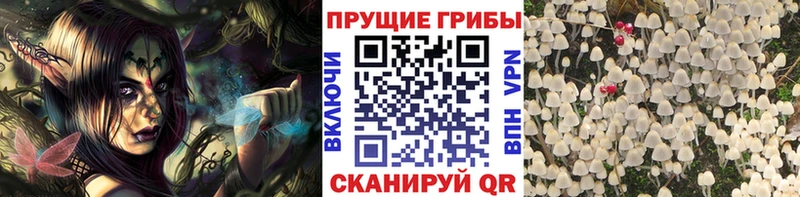 мега ссылка  Железноводск  Псилоцибиновые грибы Psilocybine cubensis 